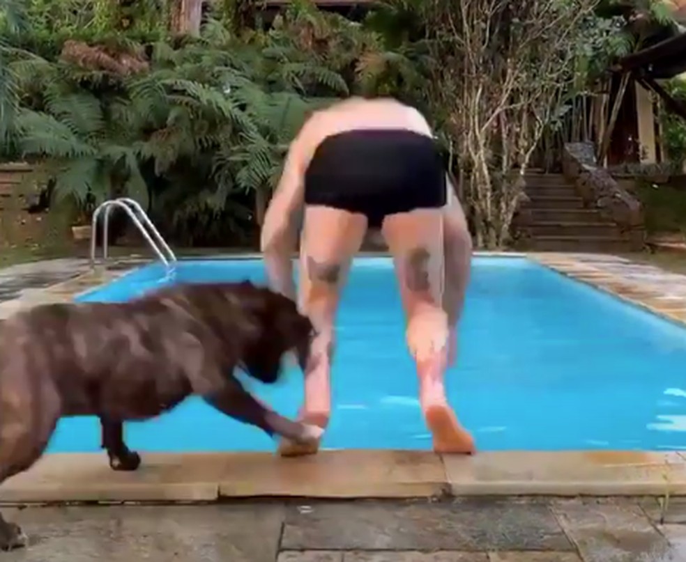 Felipe Titto E Mordido Por Proprio Cachorro E Leva 15 Pontos Pop Arte G1