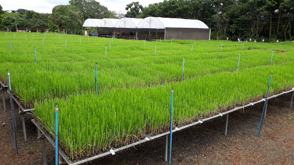 Mudas de cana são produzidas pela UFSCar com sementes recebidas de Alagoas — Foto: PMGCA-UFSCar/Divulgação