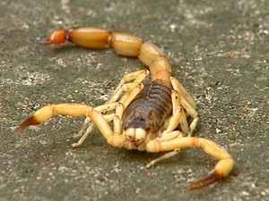 Escorpião amarelo é uma das espécies mais perigosas (Foto: Ely Venâncio/EPTV)