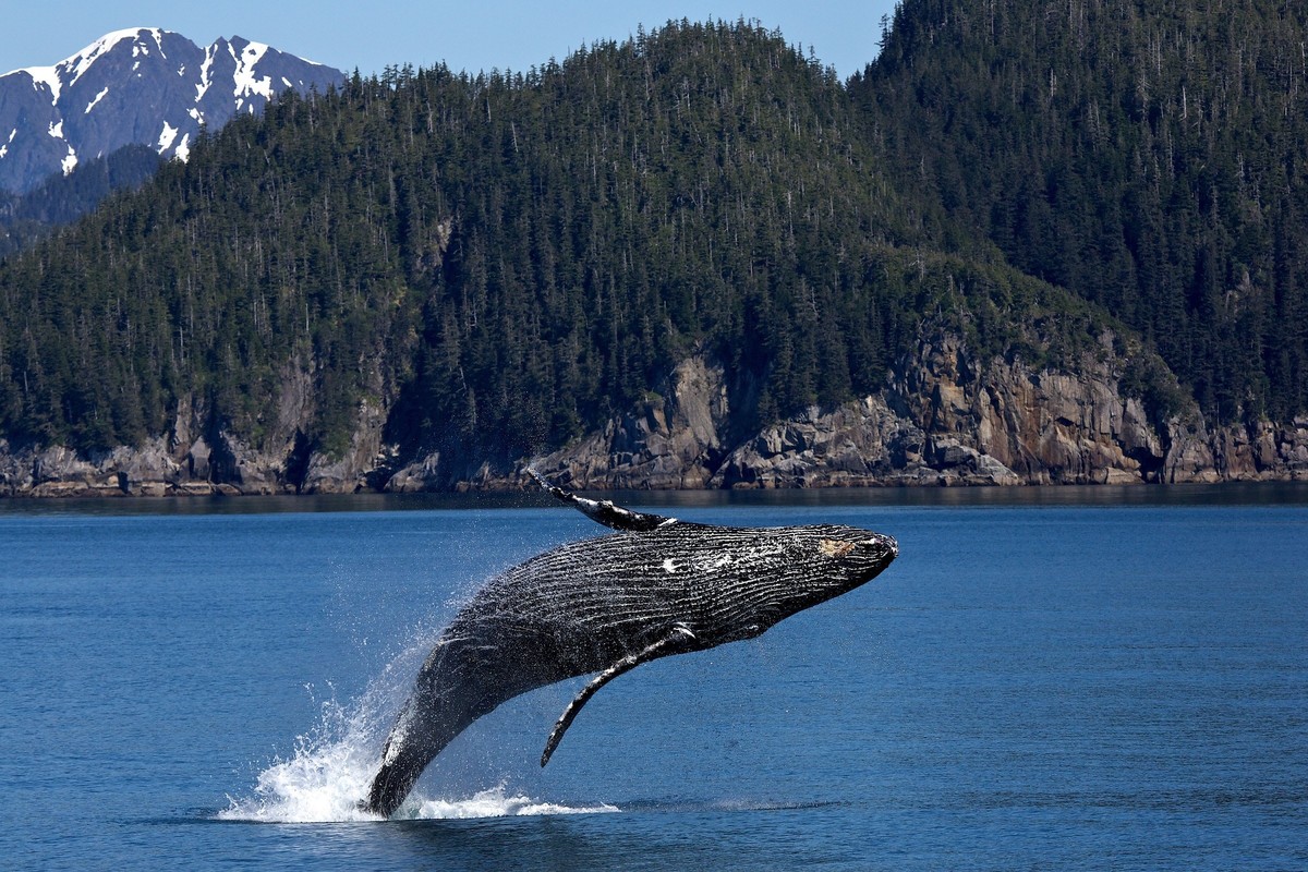 Chile despliega boyas de alta tecnología para proteger ballenas migratorias  un planeta