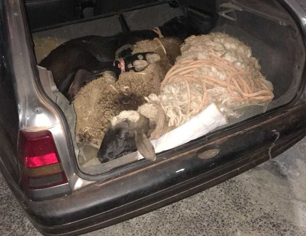 Carneiros foram encontrados em carro que foi abandonado em Umuarama (Foto: PolÃ­cia Civil/DivulgaÃ§Ã£o)