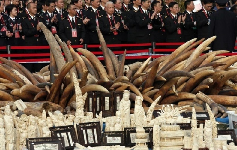 China promove destruição pública de marfim (Foto: Reprodução/BuzzFeed)
