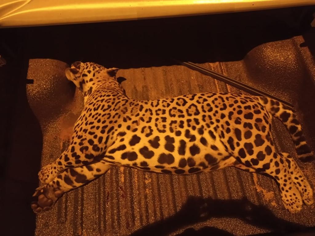 Onça morre atropelada e é recolhida na BR-262, no Pantanal; veja orientações em casos de atropelamento de animais