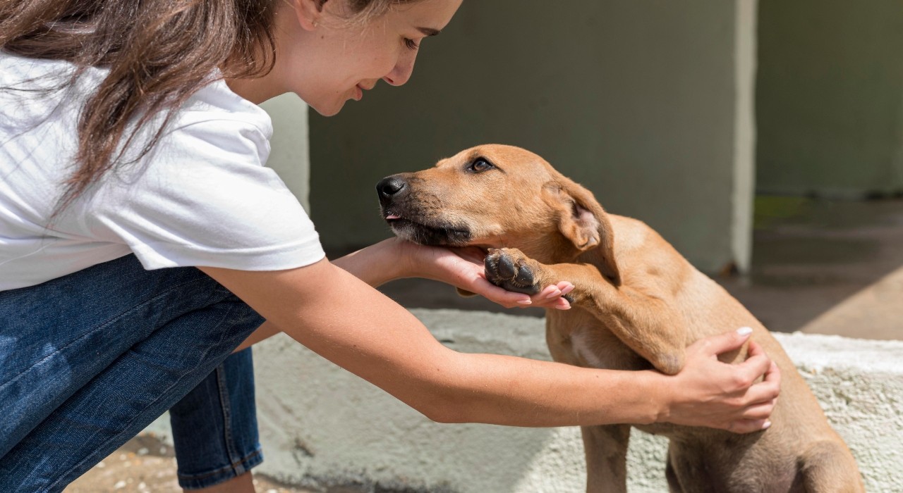 Organizações voltadas à causa animal promovem feira de adoção de cães e gatos em Boa Vista
