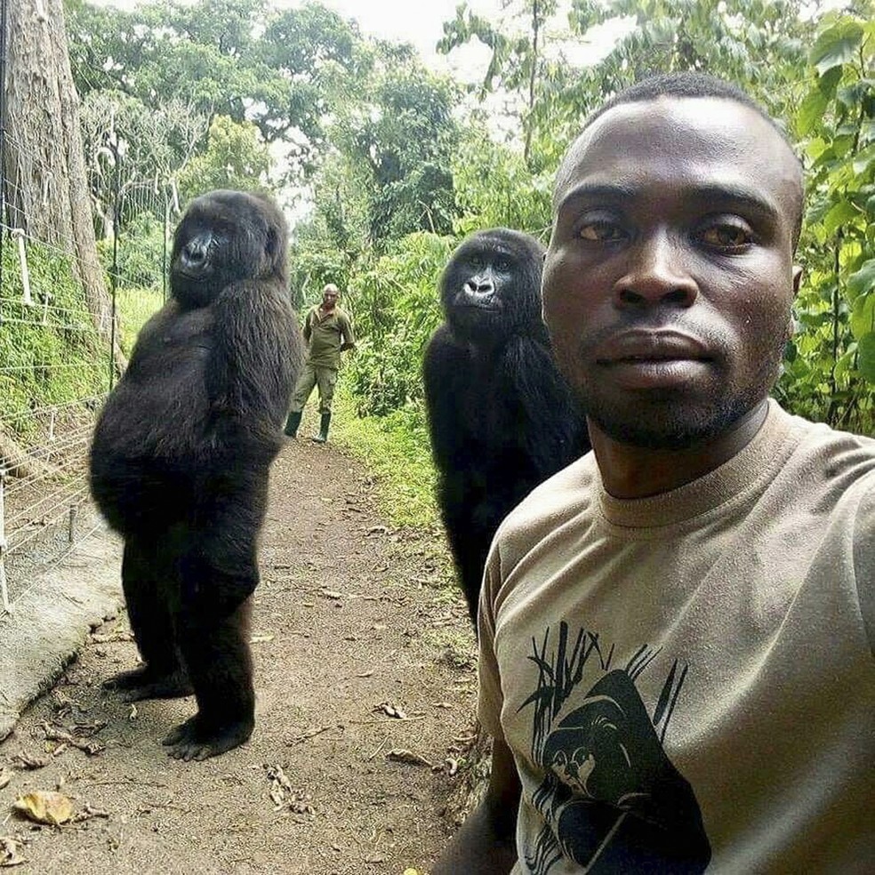Ndakasi (à esquerda) ficou famosa por selfie com guarda florestal no Parque Nacional Virunga, na República Democrática do Congo, em 18 de abril de 2019. — Foto: Mathieu Shamavu/Virunga National Park via AP