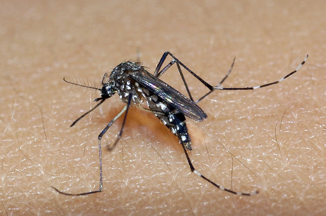 Ceará registra onze mortes por chikungunya e quatro por dengue em 2022