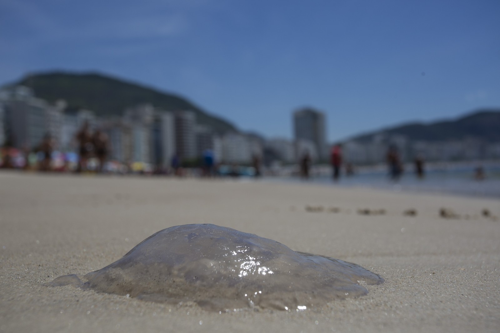 Água-viva na praia de Copacabana. Fenômeno está relacionado à temperatura do mar e às correntes marítimas, dizem especialistas — Foto: Márcia Foletto