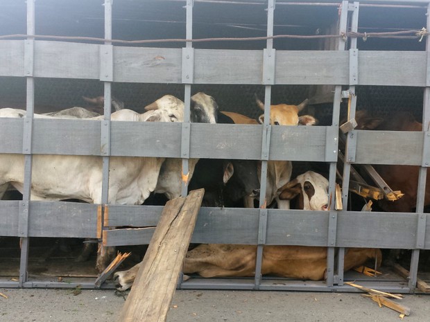 Animais ficaram feridos e serão sacrificados após caminhão tombar em Piracicaba (Foto: Claudia Assencio/G1)