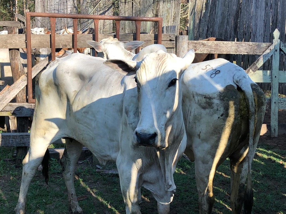 Maioria dos animais foram localizados em uma fazenda no distrito de Jafa em Garça — Foto: Polícia Civil/Divulgação