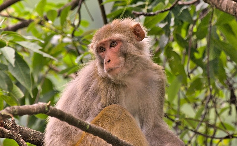 Macaco, macaco-rhesus, (Foto: Timothy Gonsalves/Wikicommons)