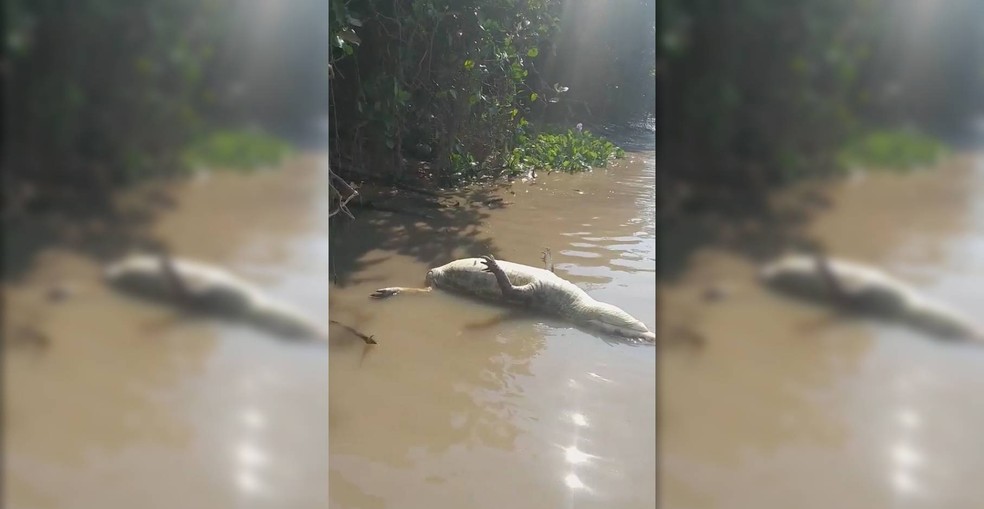 Jacarés são encontrados mortos e sem os rabos em rios do Pantanal de MT — Foto: Camila Sacal
