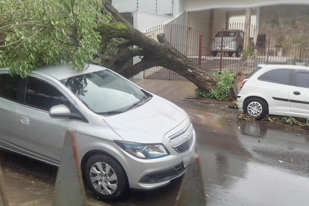 Árvore caiu na Vila Formosa, em Presidente Prudente (Foto: Jaime Pereira/Cedida)