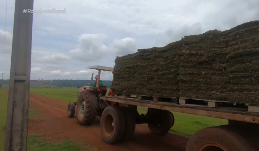 Produção de grama em Rondônia — Foto: Reprodução/Rede Amazônica
