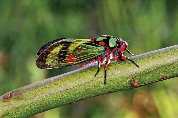 G1 - Cigarra - notícias em Fauna