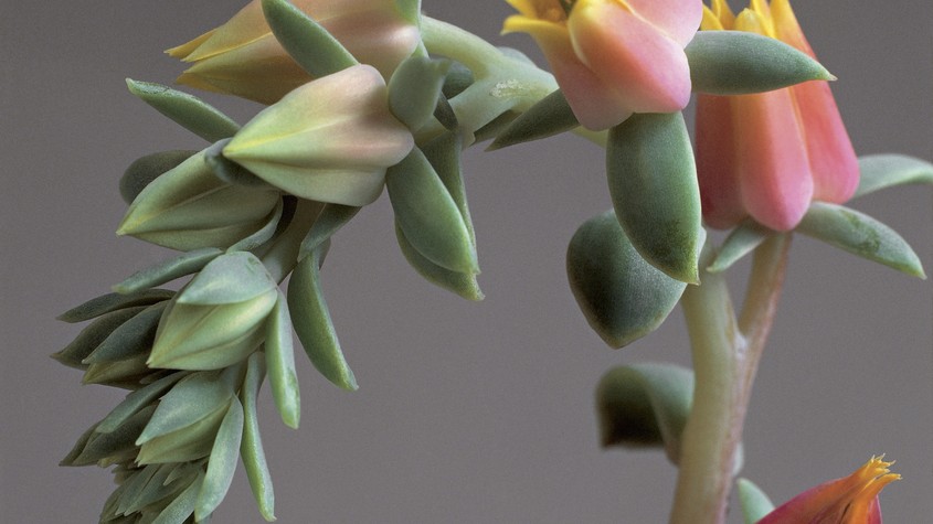 10 suculentas com flores para colorir a casa e o jardim - Casa Vogue |  Paisagismo