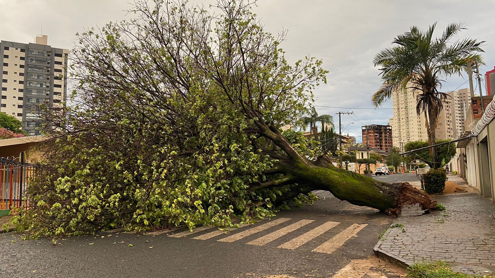 Chuva derruba árvore de grande porte e bairro fica sem energia em Uberlândia