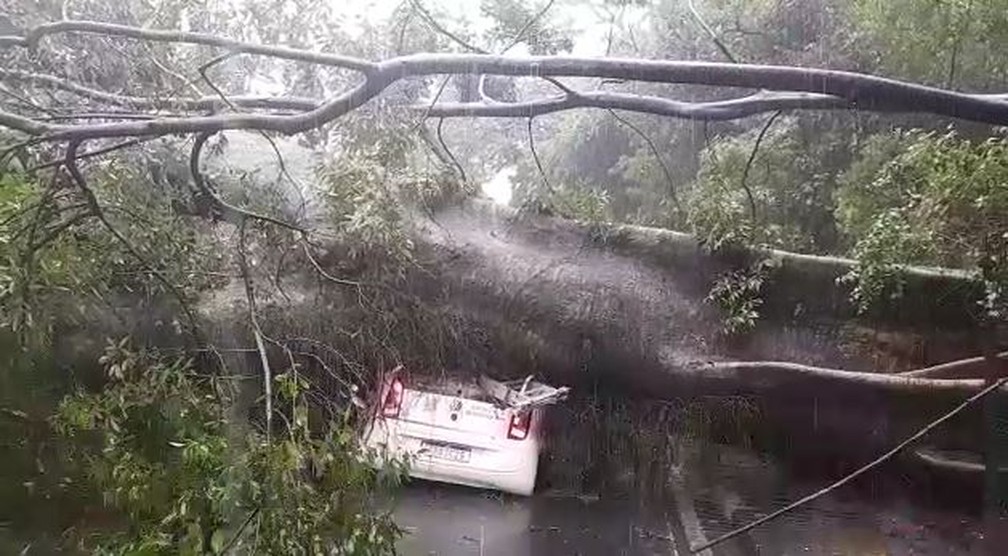 Imagem mostra carro atingido por árvore gigante, em Campinas (SP) — Foto: Lucílio Ferreira Junior