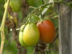 Produtores de Carandaí, em MG, apostam no cultivo do tomate cereja