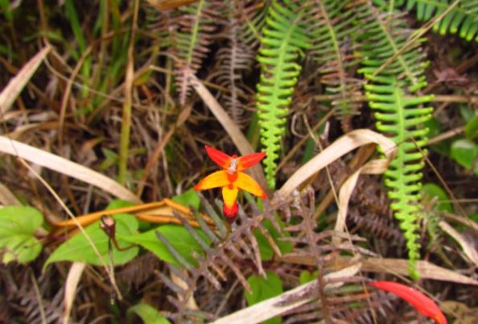 Siphocampylus baccae — Foto: Lauro Eduardo Bacca/ Arquivo pessoal