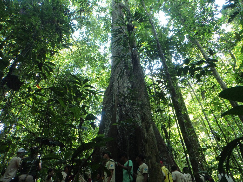 Parque Nacional Montanhas do Tumucumaque — Foto: Facebook/Reprodução