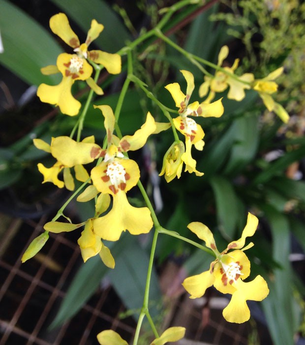 Cinco orquídeas que florescem no inverno para ter em casa (Foto: Divulgação)