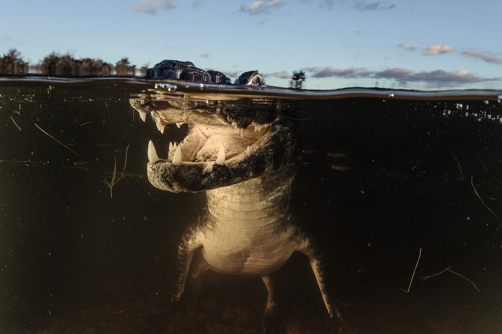 Imagens subaquáticas do Pantanal de MS — Foto: Luciano Candisani
