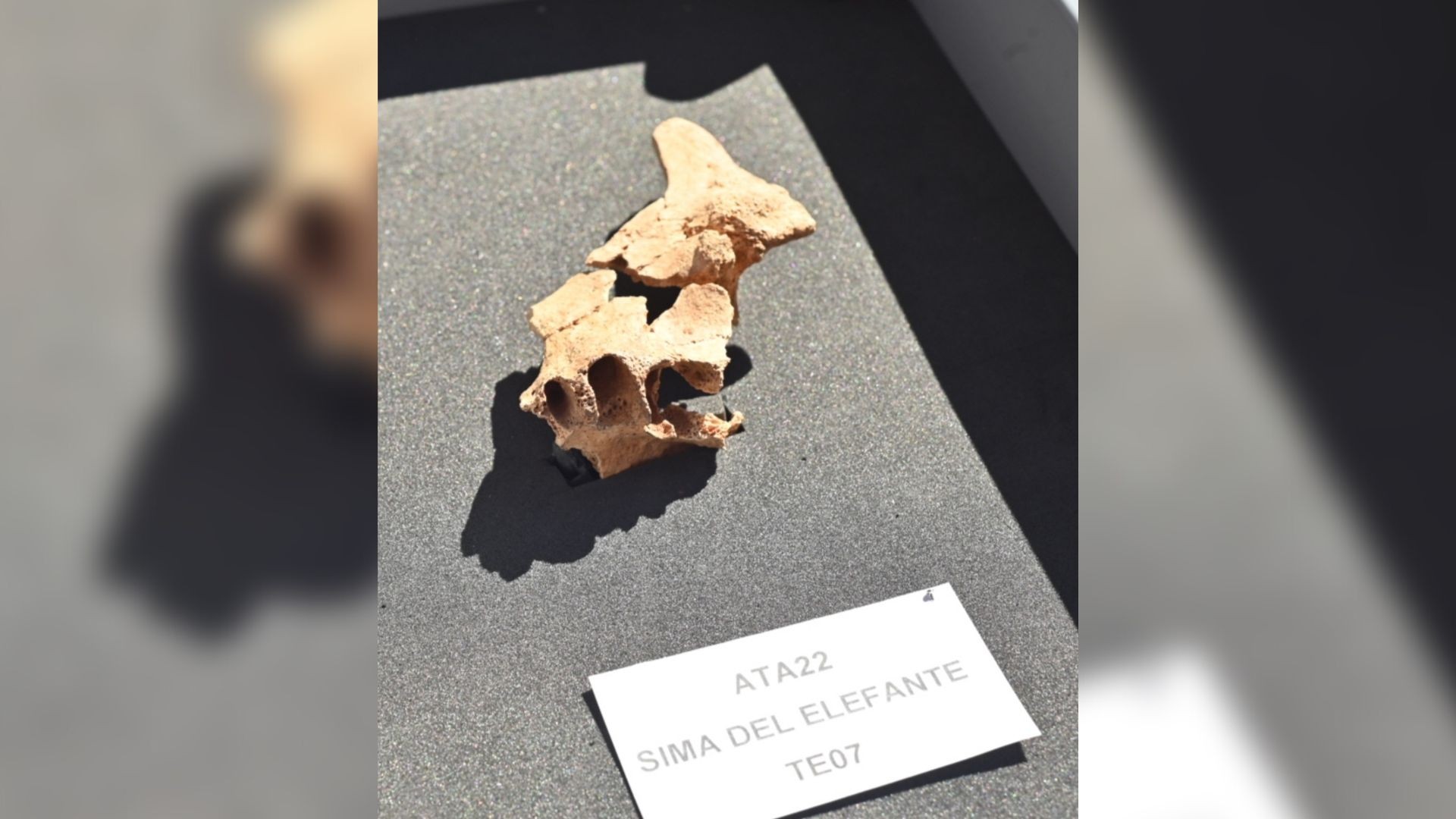 Face parcial de um hominídeo encontrado no sítio Sima del Elefante, na Espanha  (Foto: Susana Santamaria / Fundação Atapuerca)
