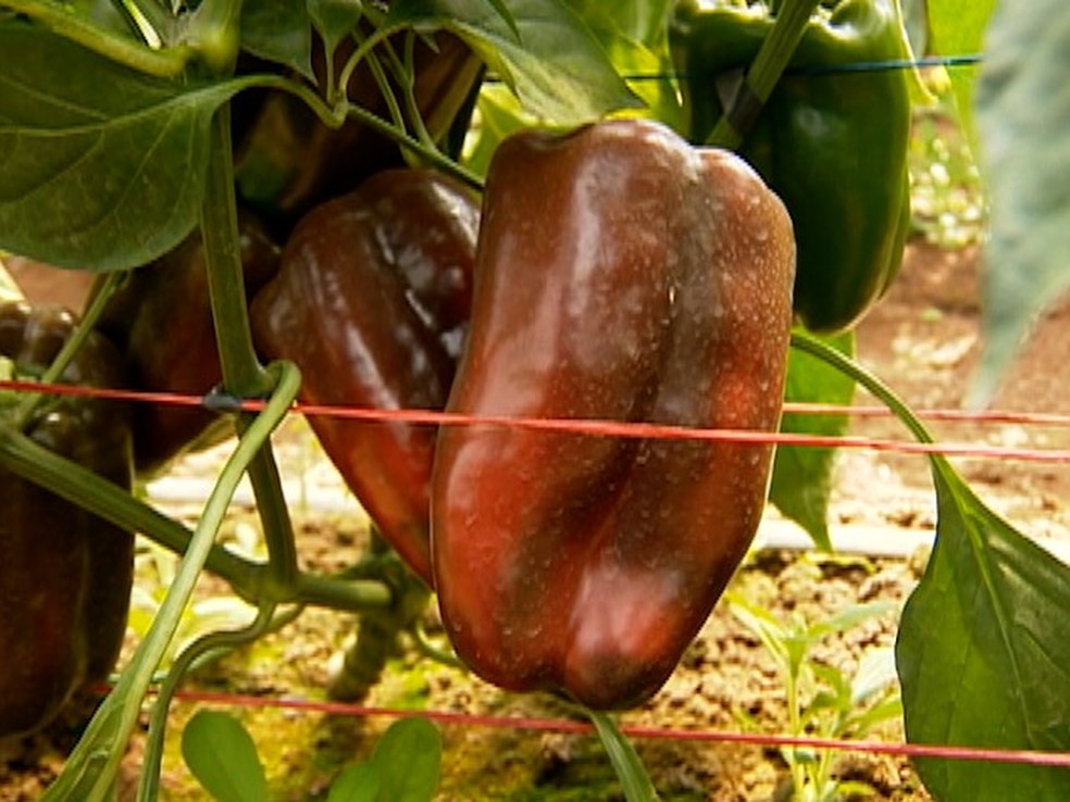 Pimentão apresentou sete tipos diferentes de agrotóxico, diz pesquisa do Greenpeace (Foto: Reprodução/TV Fronteira)