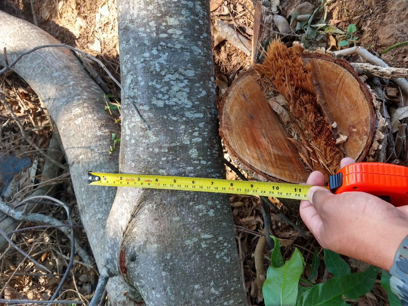 Sitiante leva multa de mais de R$ 20 mil por derrubada irregular de árvores em Alfredo Marcondes thumbnail