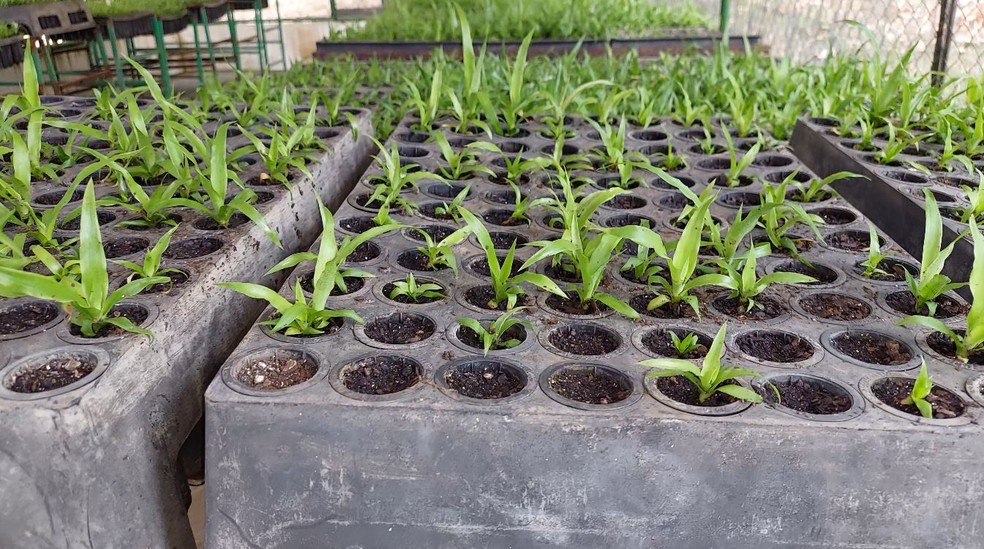Durante a "aclimatização", as plantas saem dos frascos e do ambiente de laboratório e são levadas para um ambiente externo. — Foto: Amarildo Campos/Rede Amazônica