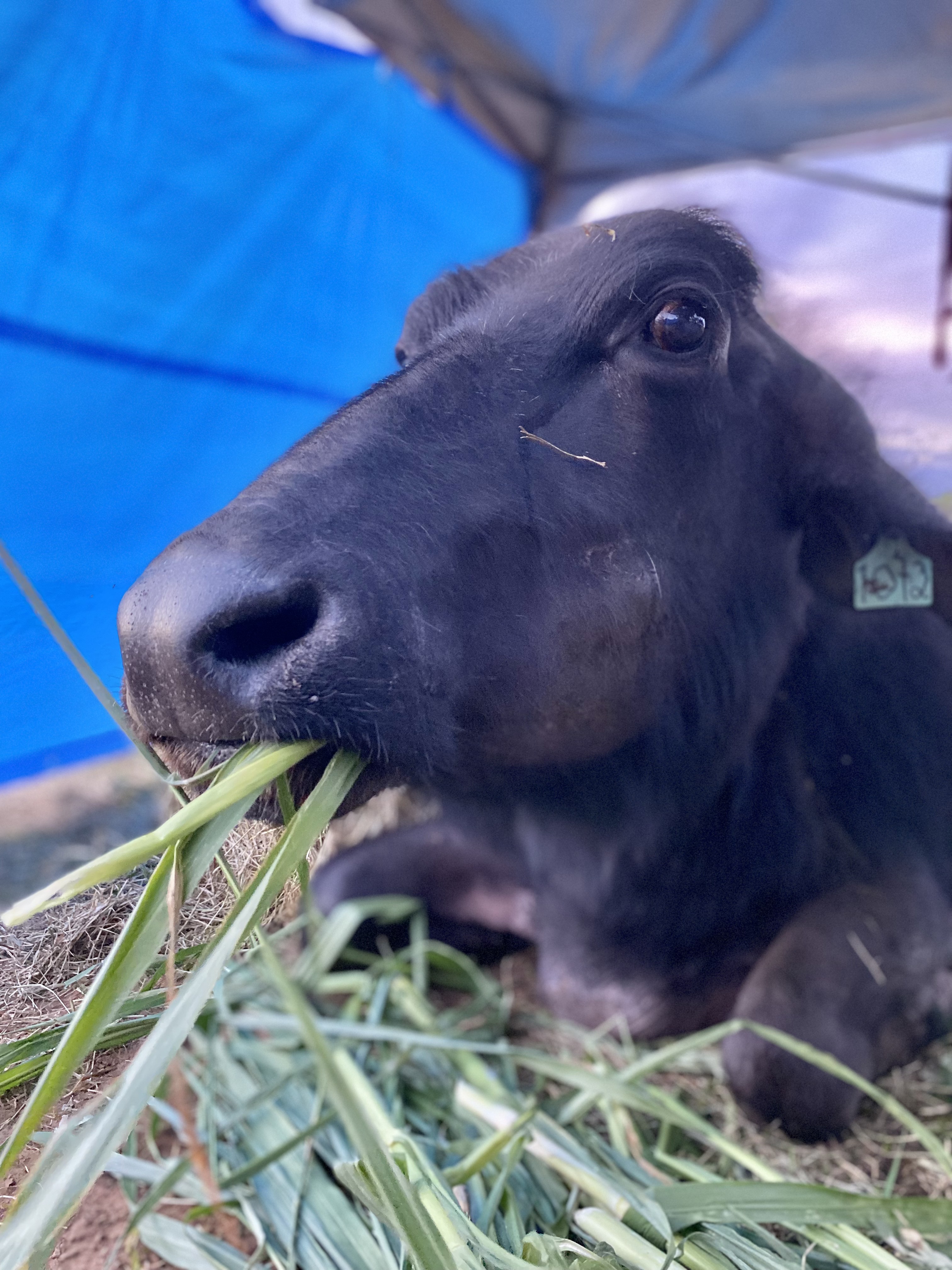 Hoje sob tutela da ONG Amor e Respeito Animal, búfalas sobreviventes recebem tratamento veterinário para se recuperar dos maus tratos (Foto: Divulgação/Catharina Bastos)