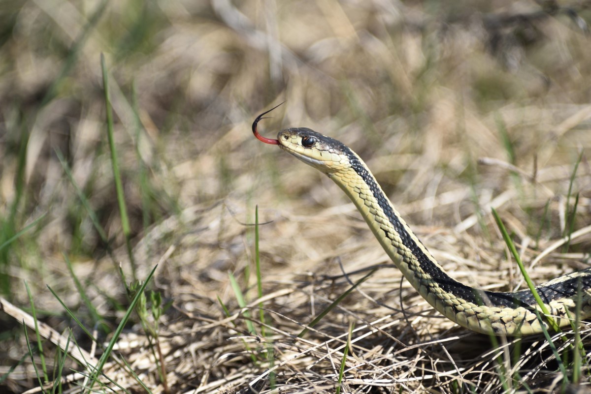 A cobra-liga é nativa da América do Norte e não é venenosa (Foto: Flickr/ Miroslaw Krol/ CreativeCommons)