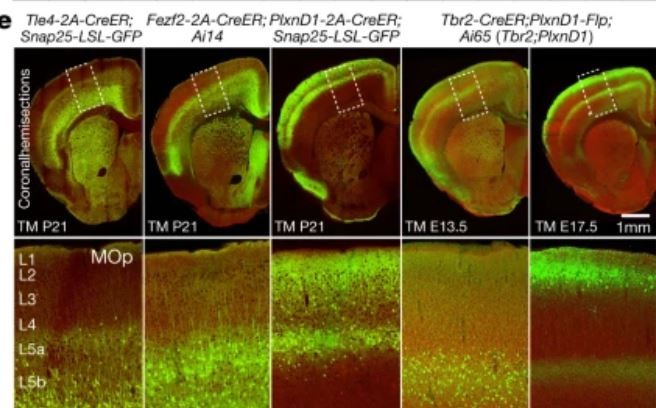 Pesquisadores mapearam células do córtex motor primário de camundongos, macacos e seres humanos (Foto: BRAIN Initiative Cell Census Network (BICCN))