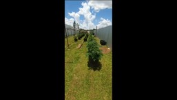 Delegado da Polícia Civil é preso com plantação de maconha em casa
