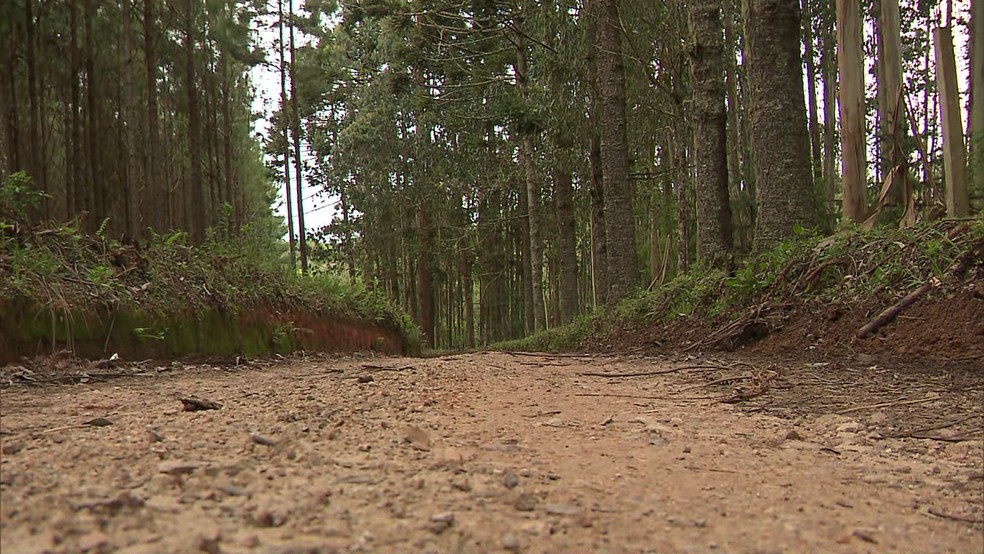 Corpo de Daniel foi encontrado em mata prÃ³xima Ã  uma estrada rural de SÃ£o JosÃ© dos Pinhais â€” Foto: ReproduÃ§Ã£o/RPC