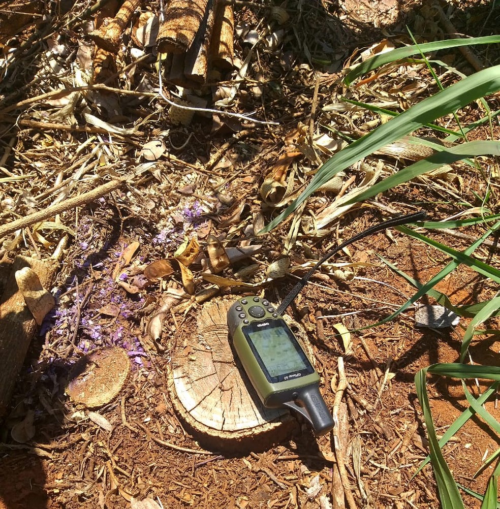 Fazendeiro levou multa de mais de R$ 11 mil pelo corte de 39 árvores em Sandovalina — Foto: Polícia Militar Ambiental