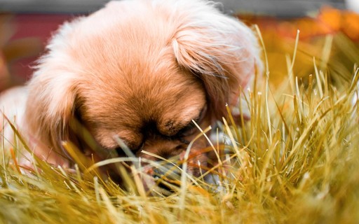 Cachorro pode comer goiaba? Veterinários esclarecem! - Vida de Bicho