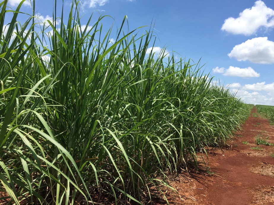 Cultivo de cana-de-açúcar foi um dos que mais perdeu empregos formais em outubro, entre as lavouras permanentes