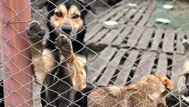 Cachorro em abrigo apoiado pela IFAW na Ucrânia (Foto: SHELTER PIF via BBC)