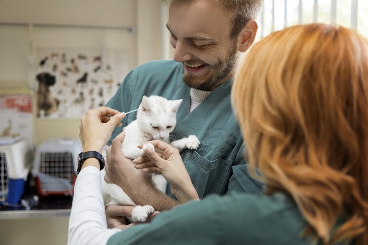 Cat at veterinarian (Foto: Getty Images)