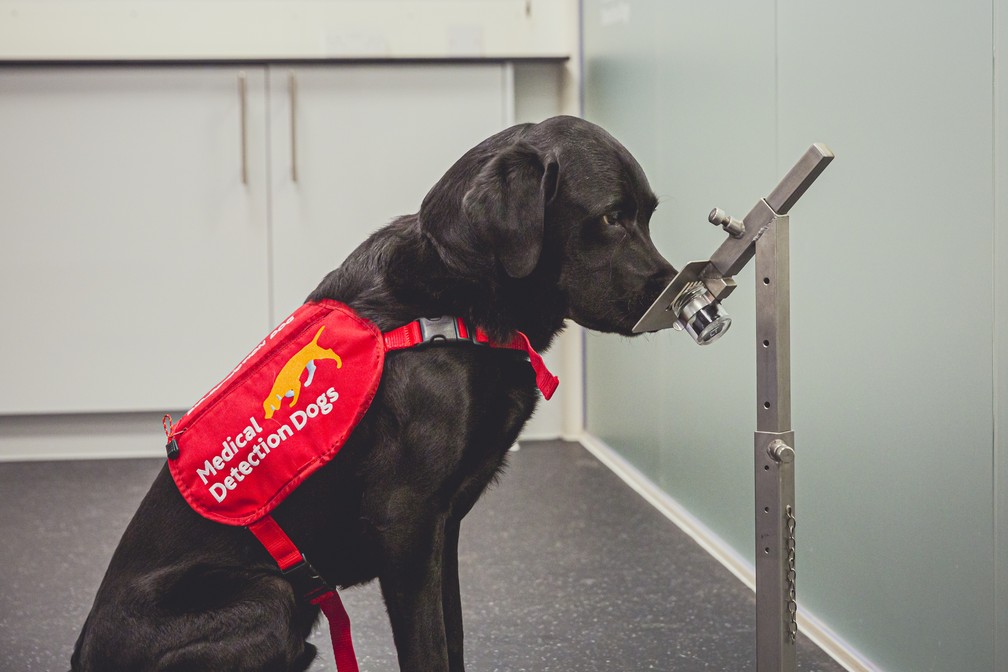 O cãozinho Marlow, da raça labrador, foi um dos cachorros treinados para detectar a Covid-19 em estudo no Reino Unido. — Foto: Neil Pollock/MDD
