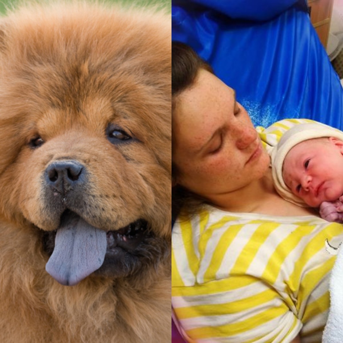 À esquerda, foto de um cachorro da raça Chow Chow meramente ilustrativa. À direita, Abigail com o seu filho recém-nascido Elon (Foto: Reprodução/Instagram)