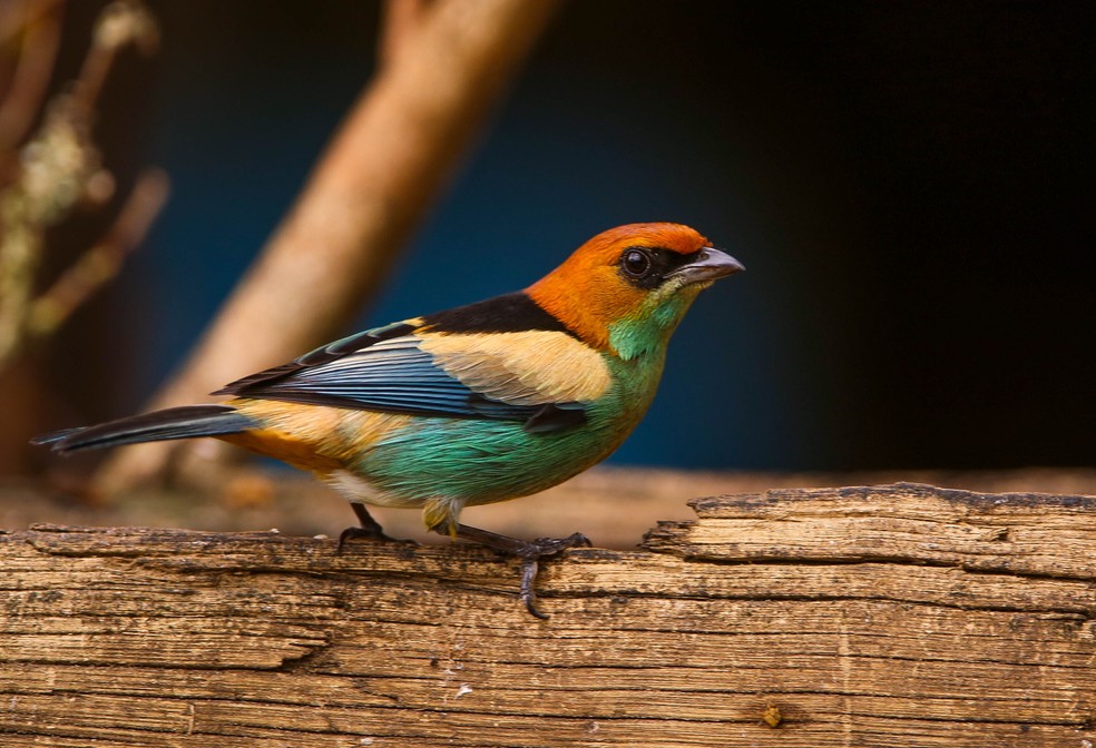 A saíra-sapucaia é uma das saíras mais raras. (Foto: Guilherme Battistuzzo/VC no TG)
