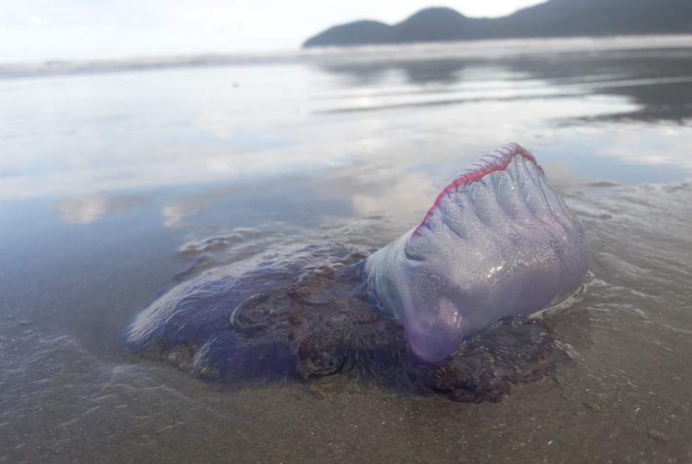 Caravelas-portuguesas foram encontraram na Praia de Guara�, em Peru�be, SP � Foto: Arquivo Pessoal/Edson Ventura