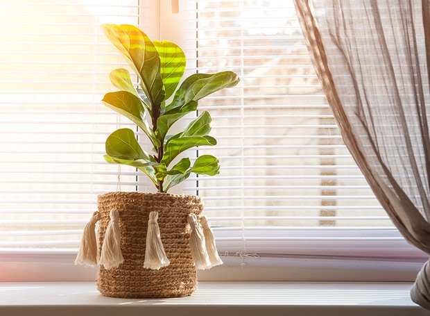 O ficus lyrata pode chegar a 1,5m quando cultivado em vasos em meia sombra (Foto: GettyImages)