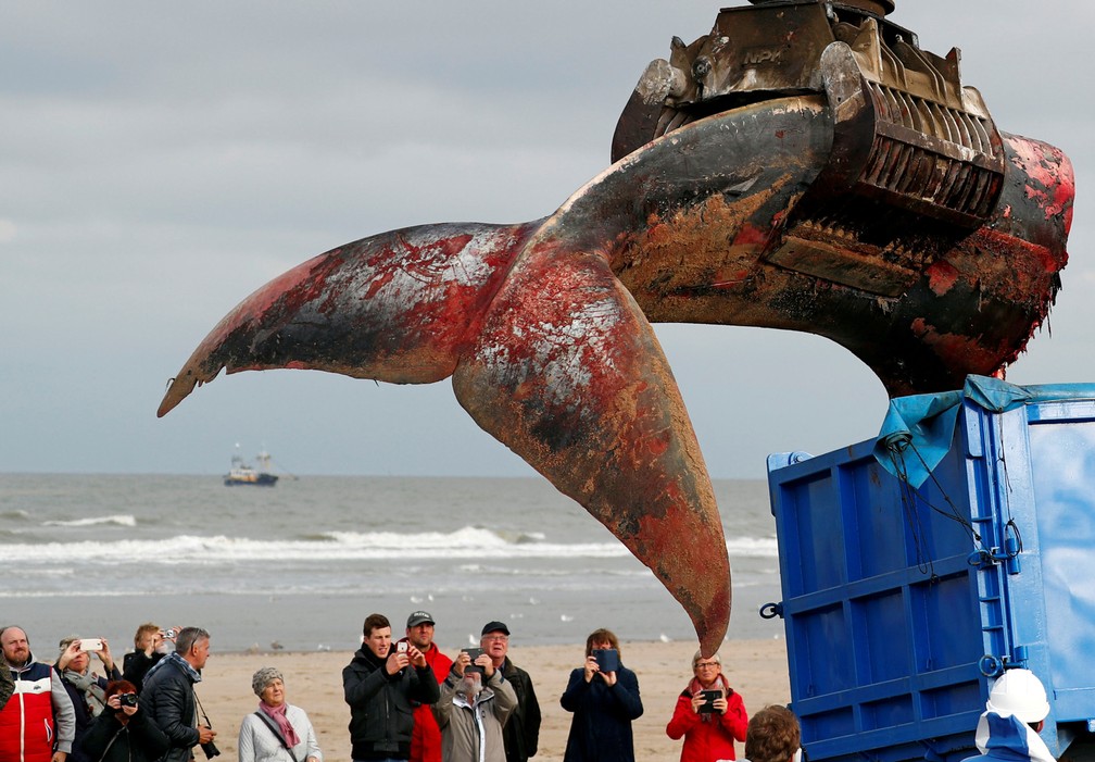 25 de outubro â A cauda de uma baleia que estava encalhada atrai a atenÃ§Ã£o de pessoas enquanto Ã© retirada da praia de De Haan, na BÃ©lgica â Foto: FranÃ§ois Lenoir/Reuters