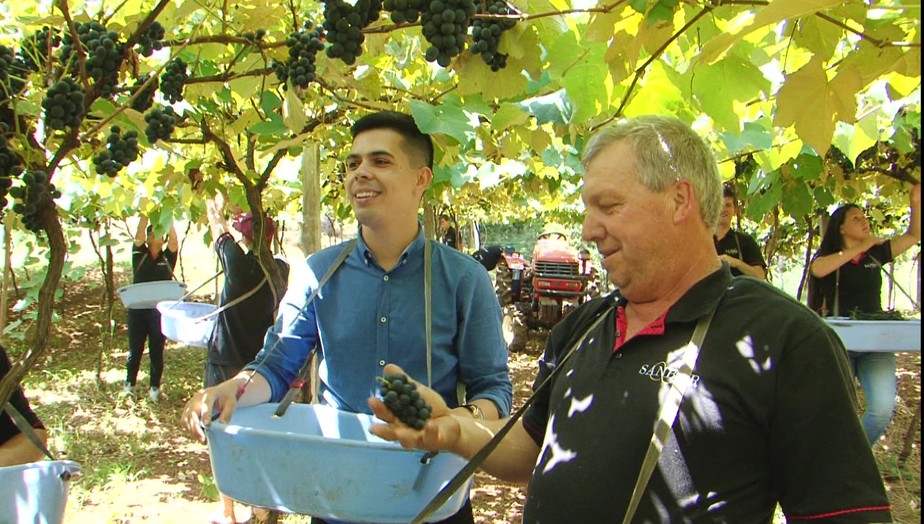 Conheça a história da produção de uva e vinho pela região de Bituruna 