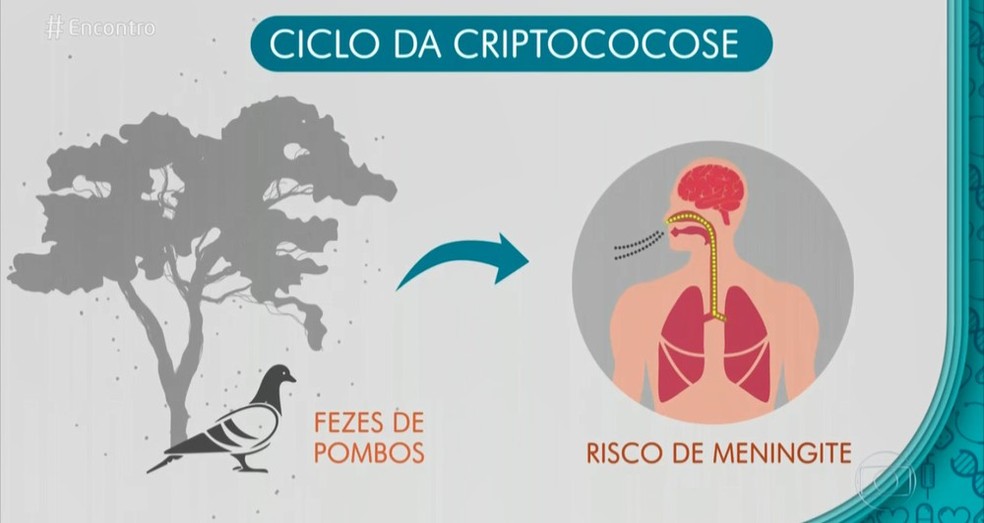 Veja o ciclo da criptococose  � Foto: Arte/TV Globo/Arquivo