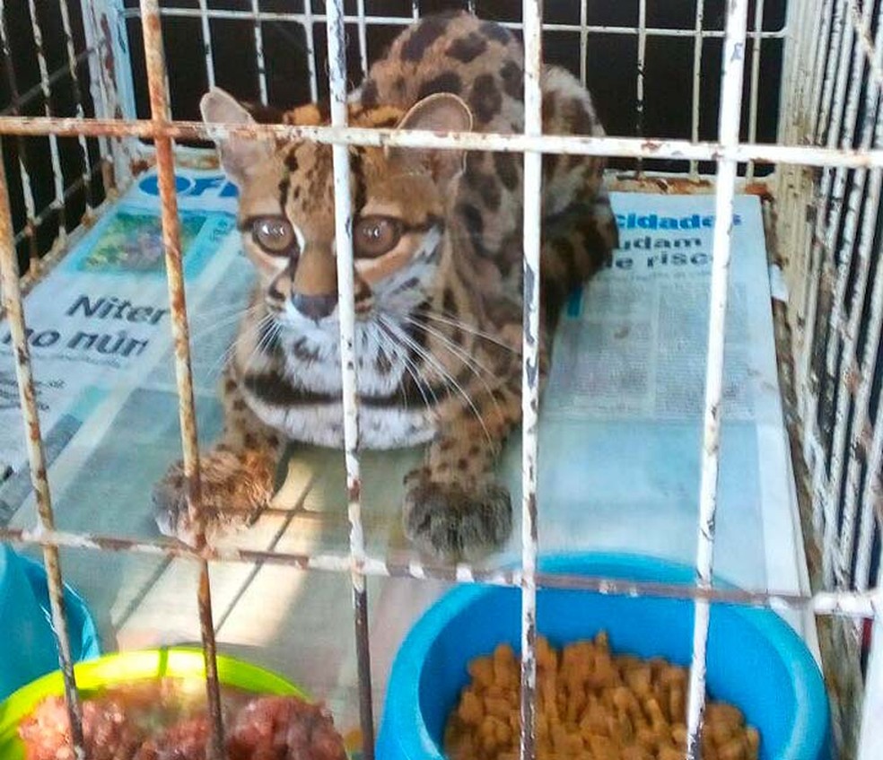 Gato do mato foi levado para o Cetas, em Porto Seguro, ap&oacute;s receber primeiros atendimentos em cl&iacute;nica (Foto: Divulga&ccedil;&atilde;o/Ibama)