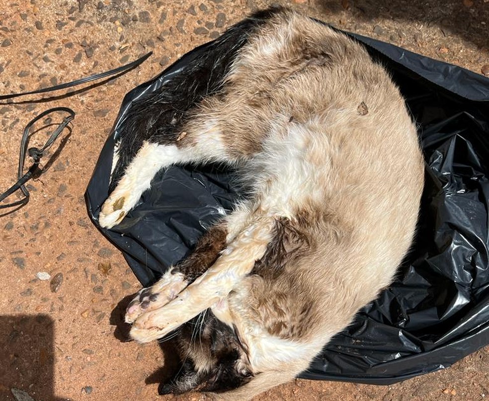 Três felinos foram encontrados envenenados em Botucatu (SP) — Foto: Polícia Civil/Divulgação